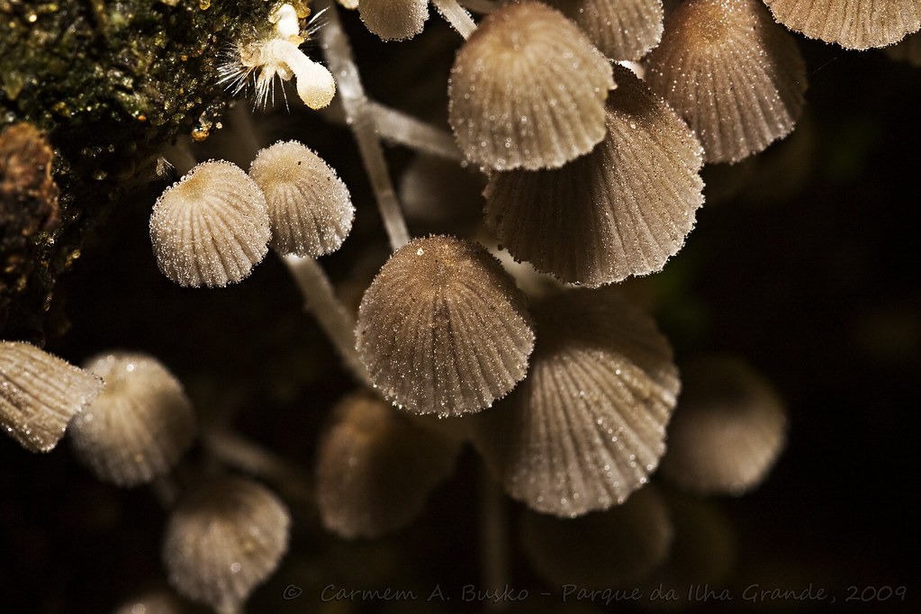 Wild mushrooms: "Mycena abramsii" by Carmem