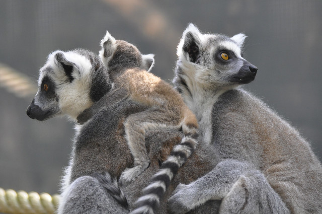 Ring-tailed Lemurs & Young