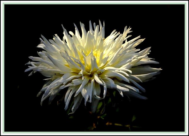 White dahlia cactus