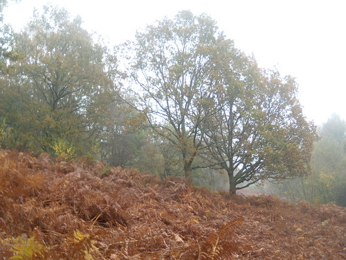 Trees and bracken Witley to Haslemere