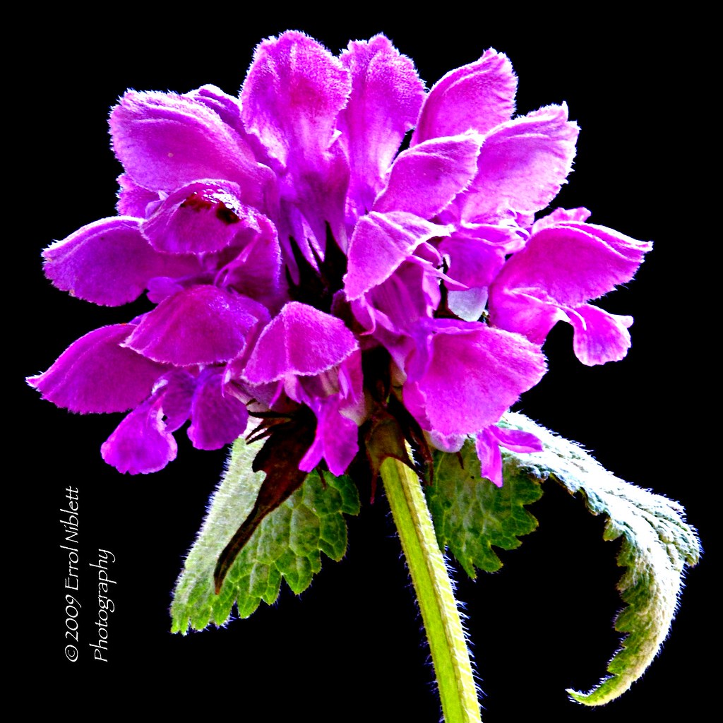 Dead-Nettle flowers (DSC_4628) by Tripod 01