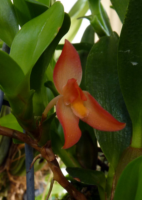 Maxillaria sophronitis species orchid