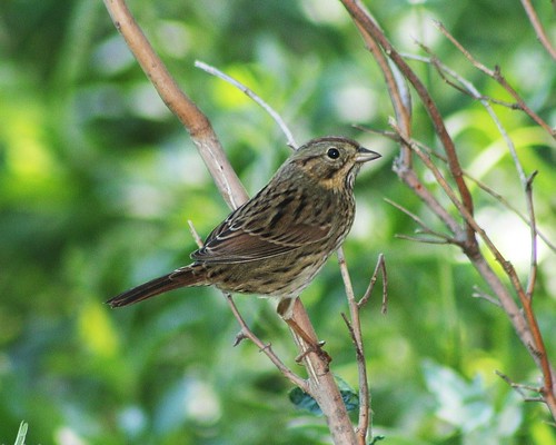birds tx sparrow lincolnssparrow melospizalincolnii uvaldecounty ftinge leonariver ftingehistoricalpark