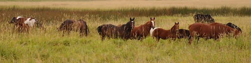 horses panorama panoramic pasture herd equine graze