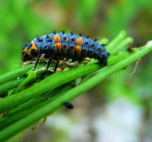 Ladybug Larvae | Strange looking thing, and I have no idea w… | Flickr