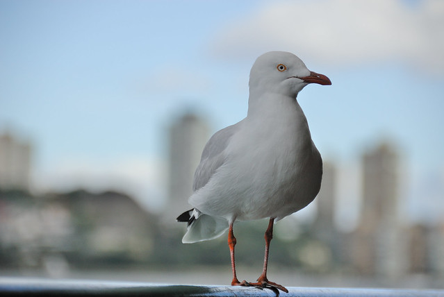 australian seagull