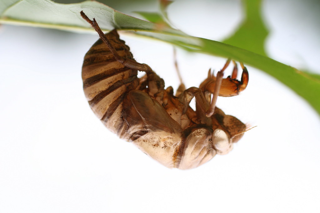 Empty shell of a cicada | La carapace d'une cigale. Ce qu'el… | Flickr