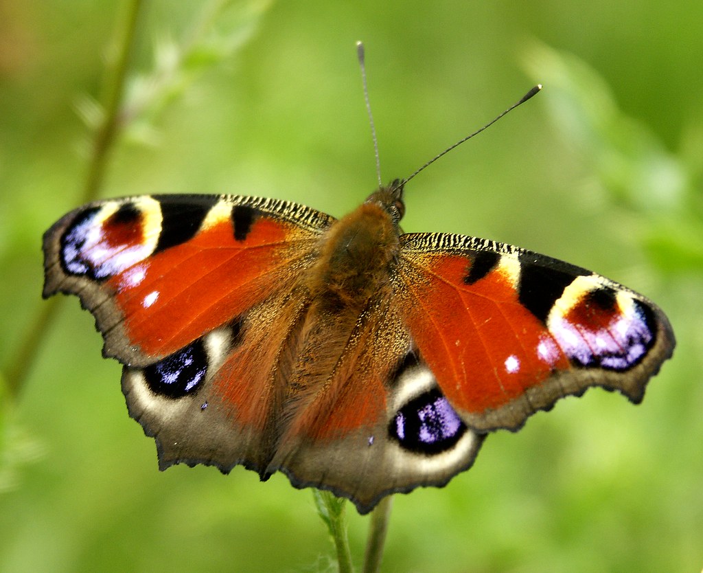 Peacock Butterfly by joeke pieters