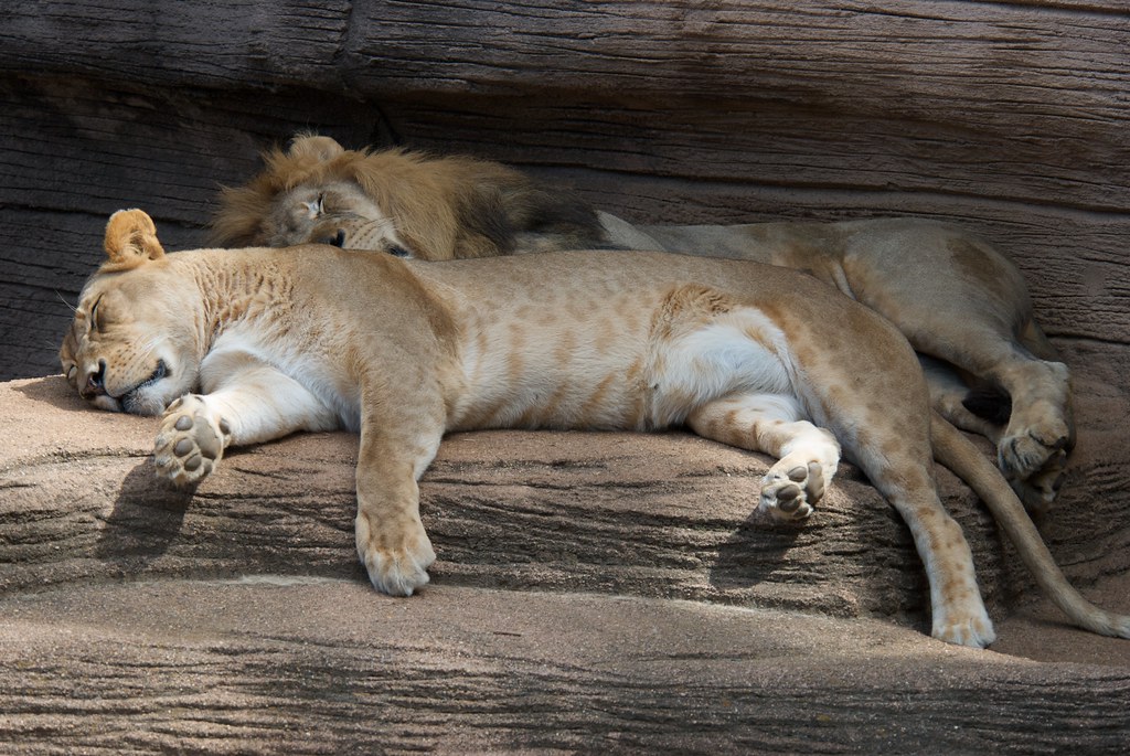 A lion sleep during the day. Lions Sleep during the Day.