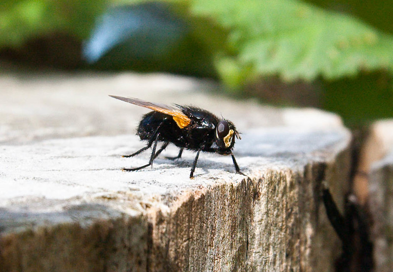 Fly