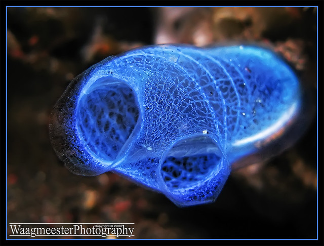 Blue Club Tunicate (Rhopalaea crassa)