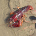 Flickr photo 'Procambarus clarkii - Louisiana Crayfish' by: gailhampshire.