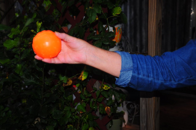 Freshly Picked Orange Ball - h654