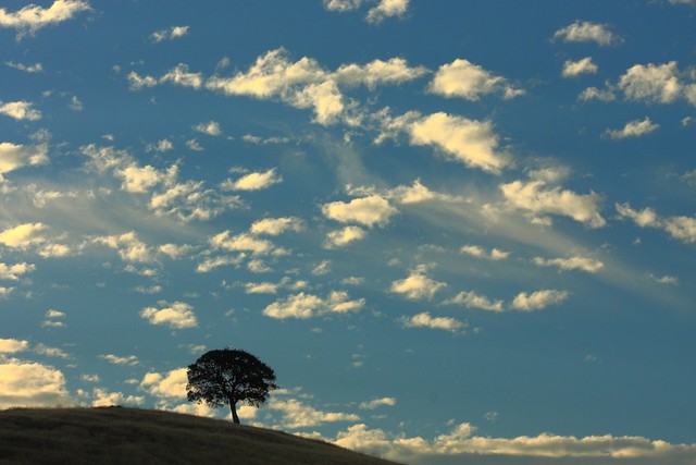 another lone tree