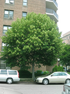Tilia americana - American Basswood tree | by Virens (Latin for greening)