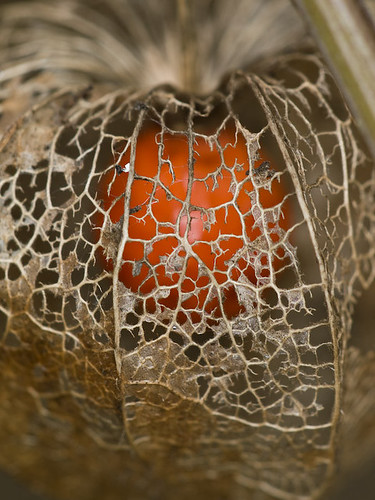 Physalis (1) by Tristan VANDENBERGHE