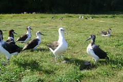 Breeding colony of Albatross at Midway island, Northern Hawaii