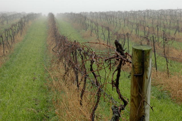 fall vineyard in fog