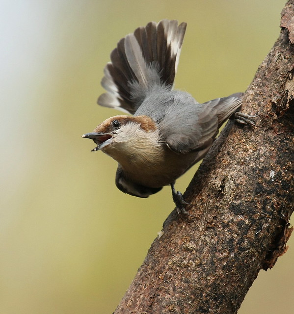 Nutty Nuthatch Revisited