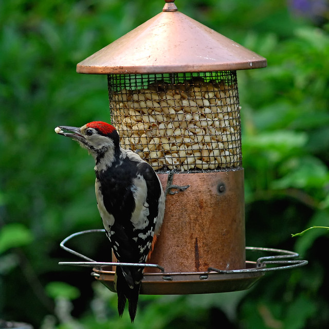never mind the camera geekery, here's a woodpecker
