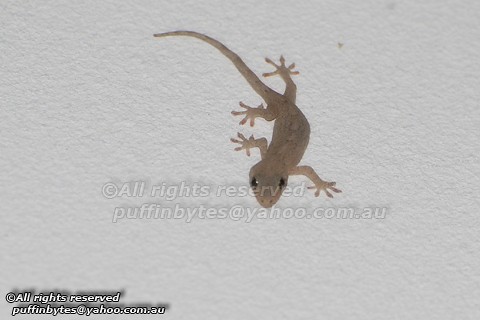 Japanese Gecko - Gekko japonicus | Japanese Gecko - Gekko ja… | Flickr
