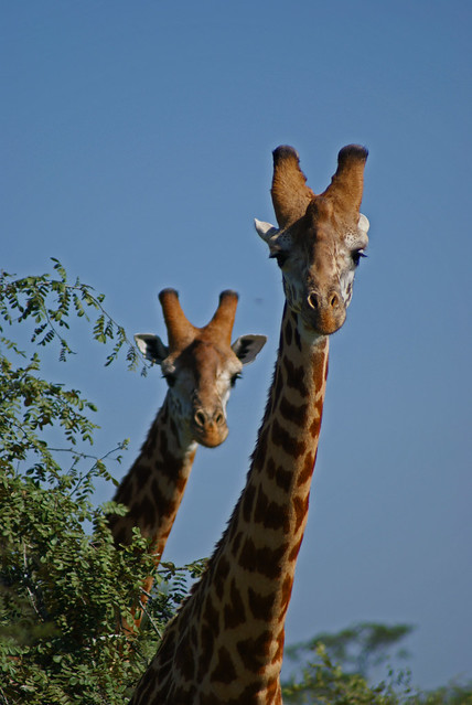 Rwanda, Giraffe