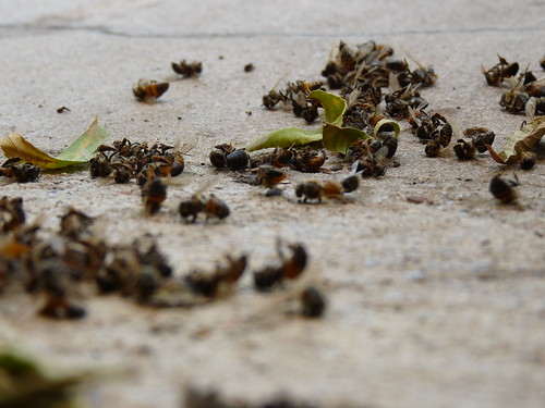 The Mystery of the Dead Bees