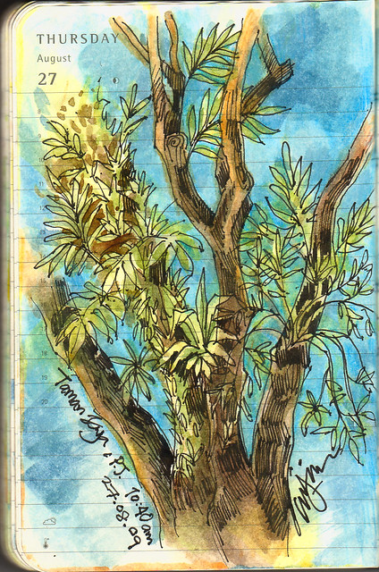 Journal, 27 August 2009 – Tree study