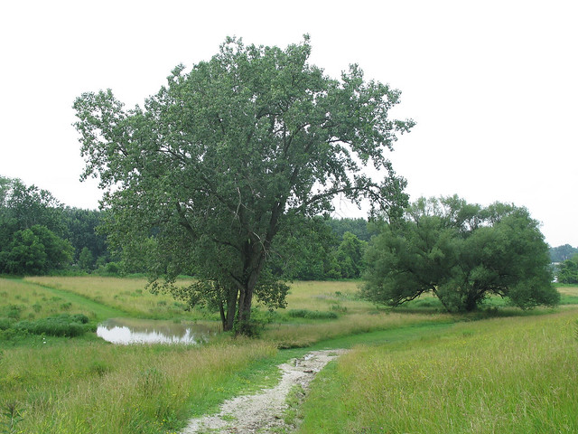 Tree in plain before Ft. Meigs
