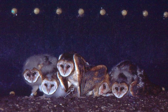 Young Barn Owls in Grain Silo Nest (1982)