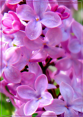 Fragrant Lilac Teardrop Blossoms 1