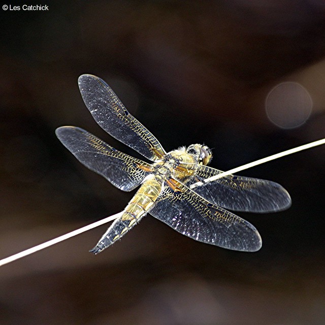 Dragonfly (4-spotted chaser)