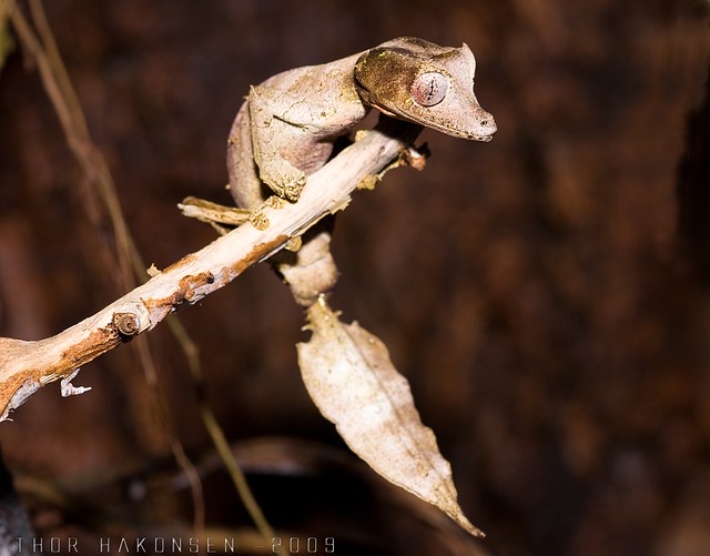 Uroplatus phantasticus - Satanic Leaf-tailed gecko