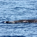 Flickr photo 'Sperm Whale' by: Dan Irizarry.
