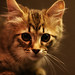 American Bobtail cat