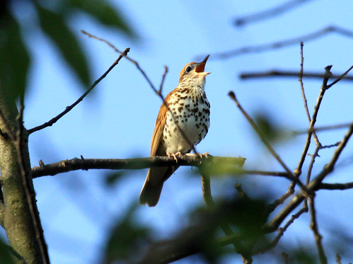 Wood Thrush