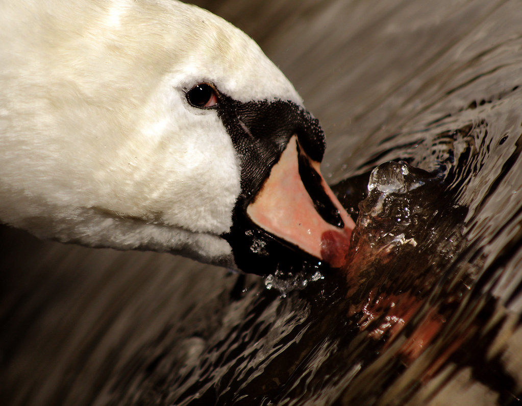 Swan Apartment