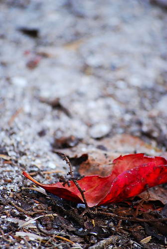 autumn photography leaf brooke worley