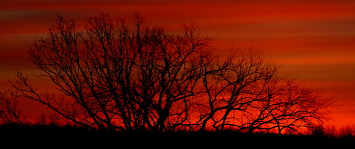 A lovely valentine... by Where The Trees Grow, Best viewed large...trees red sky orange nature clouds sunrise perfectsunsetssunrisesandskys