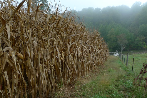 fog corn maze
