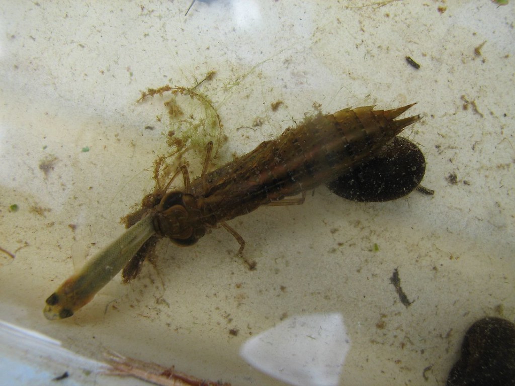 Личинка стрекозы и малек рыбы