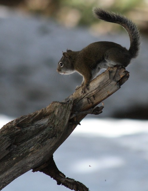 Chikaree or pine squirrel