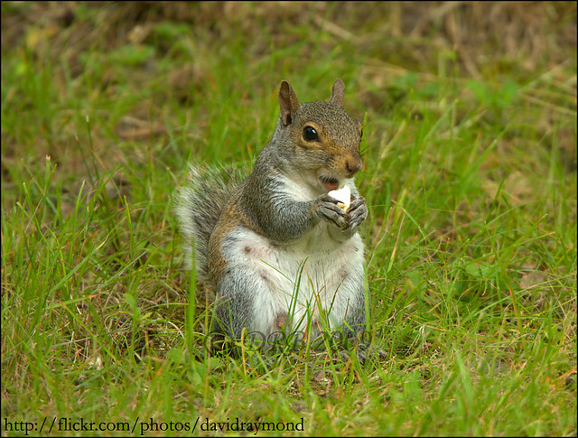Squirrel Meal