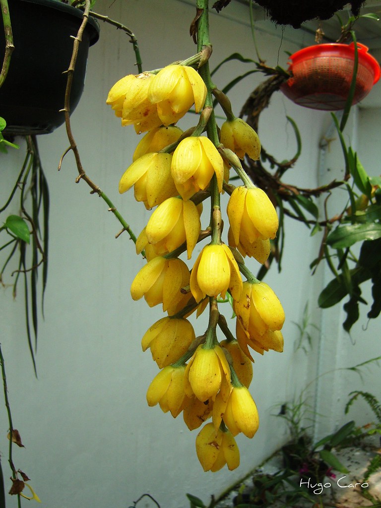 Orquídea Acineta barkerii | Especie amenazada, y por lo mism… | Flickr