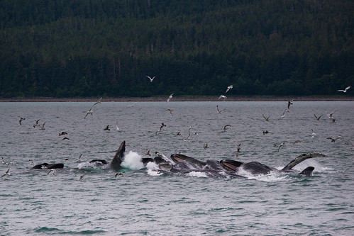 Humpback Whales Bubble Net Feeding, Juneau, Alaska, US by Ed Tse