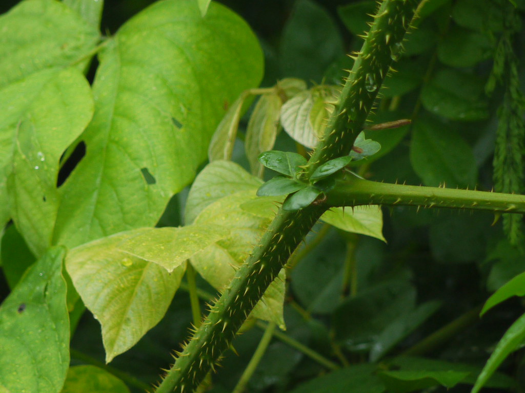Letaguti (Assamese: লেটাগুটি) - a photo on Flickriver