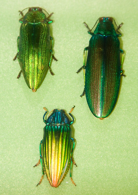 CD472 Green Jewel Beetles