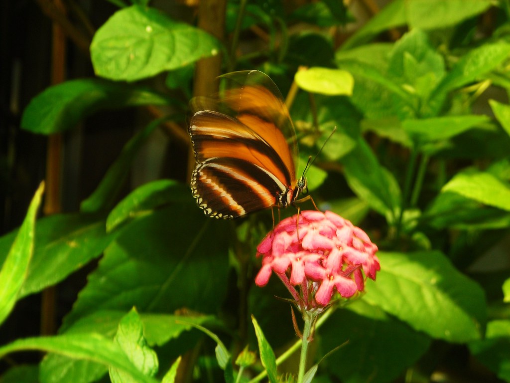 Tiger Butterfly by FlipMode79