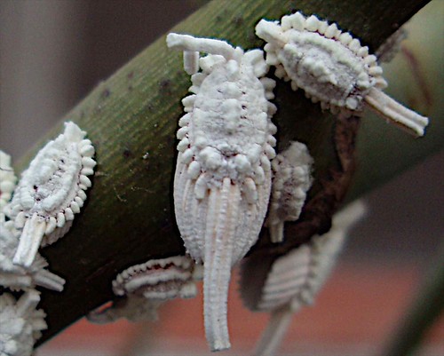 Close up of Scale insects - Escamas; Comayagua, Honduras | Flickr