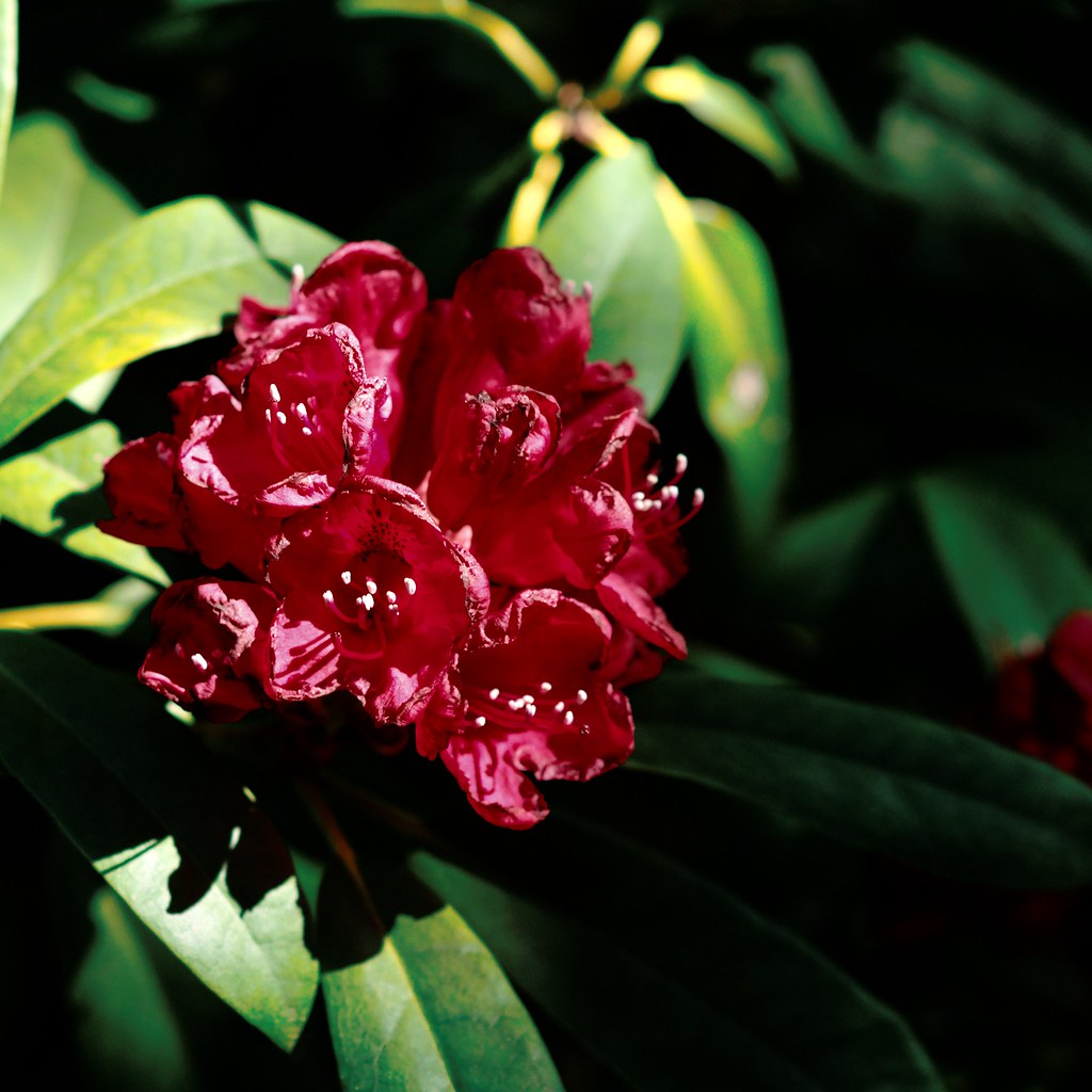 Deep Red Rhododendron | Best Red Rhododendron Varieties – TCZTPR